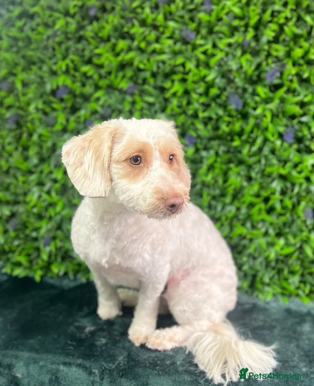 Cockapoo dogs for sale: Cockapoo Girl For Sale - Please Read Full Advert - Advert 2