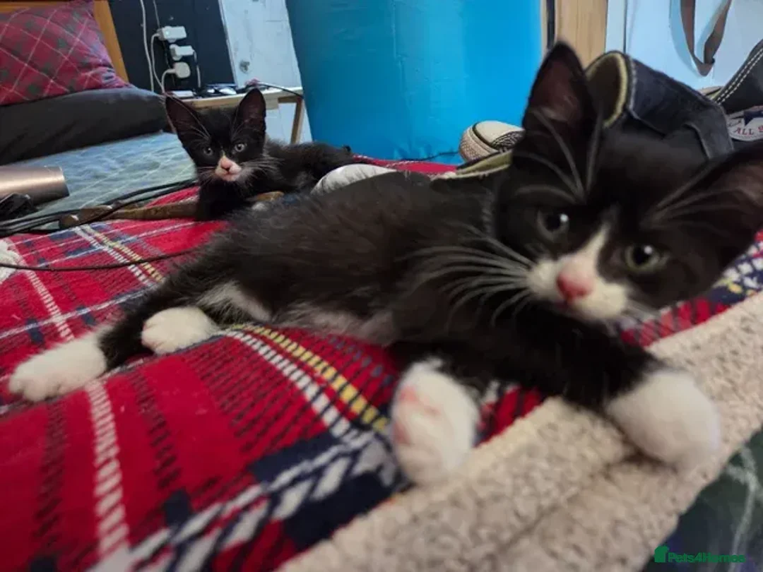 Mixed Breed cats for sale: 5 Beautiful and friendly tuxedo kittens - Advert 16