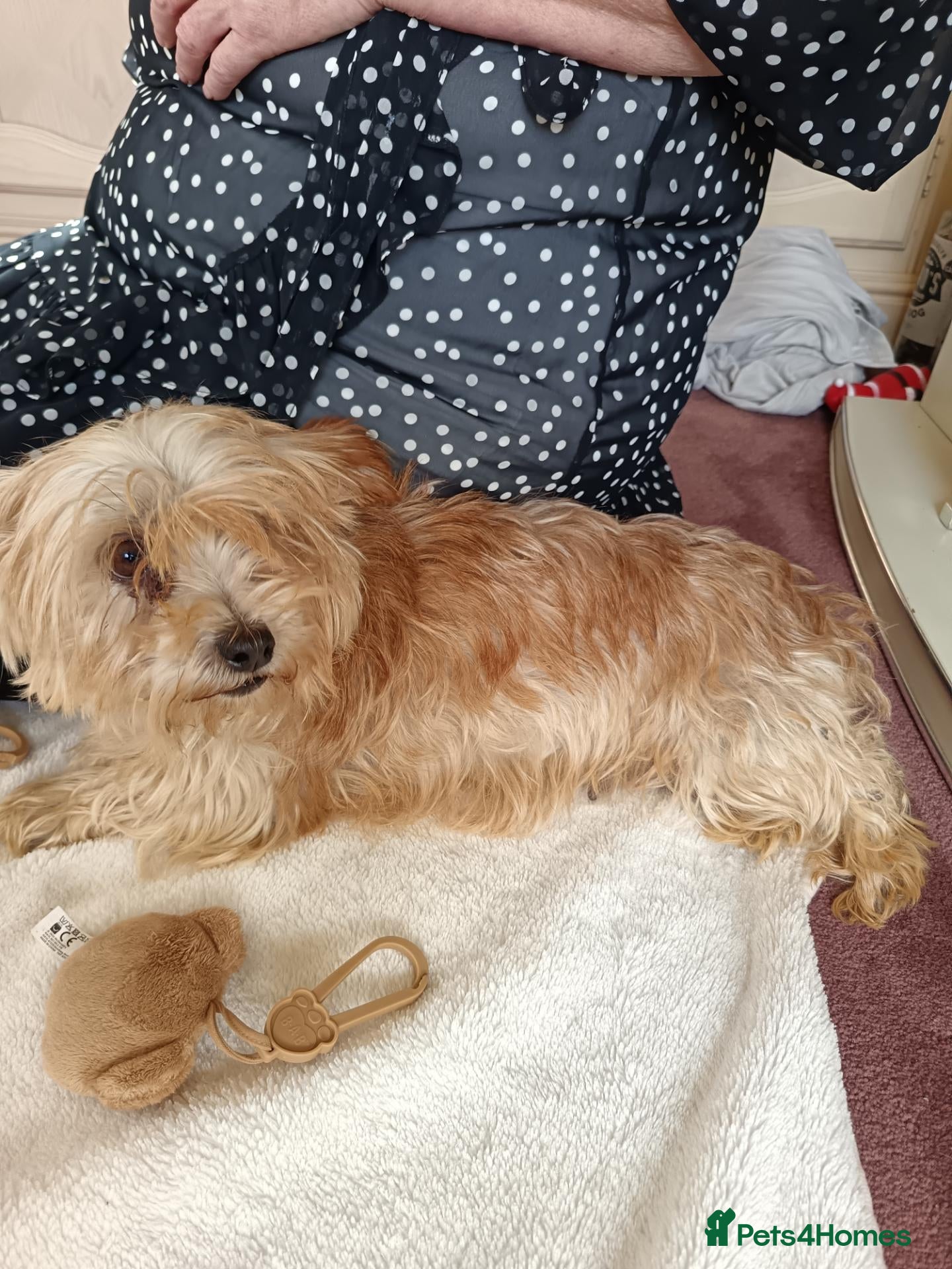 Norfolk Terrier dogs for sale: Norfolk Terrier Puppies - Advert 14