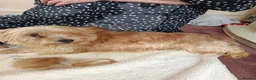 Norfolk Terrier dogs for sale: Norfolk Terrier Puppies - Advert 11