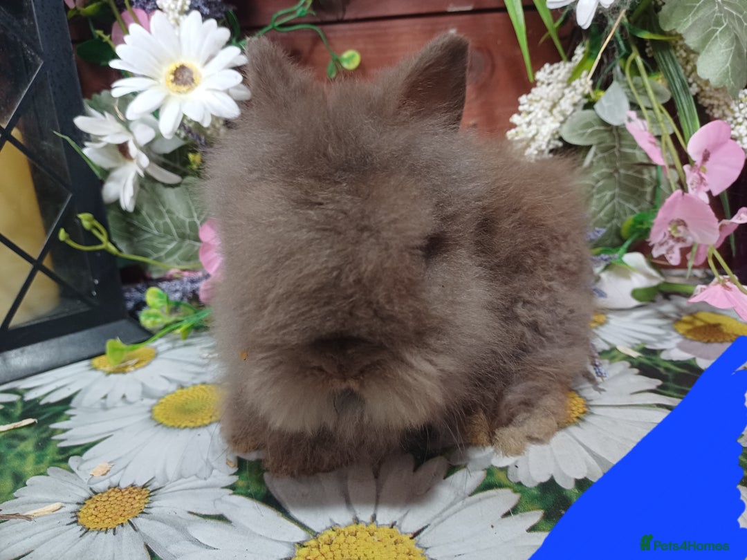 Lionhead rabbits for sale: 8 wk old Lionhead babies  in Barnsley - Image 4