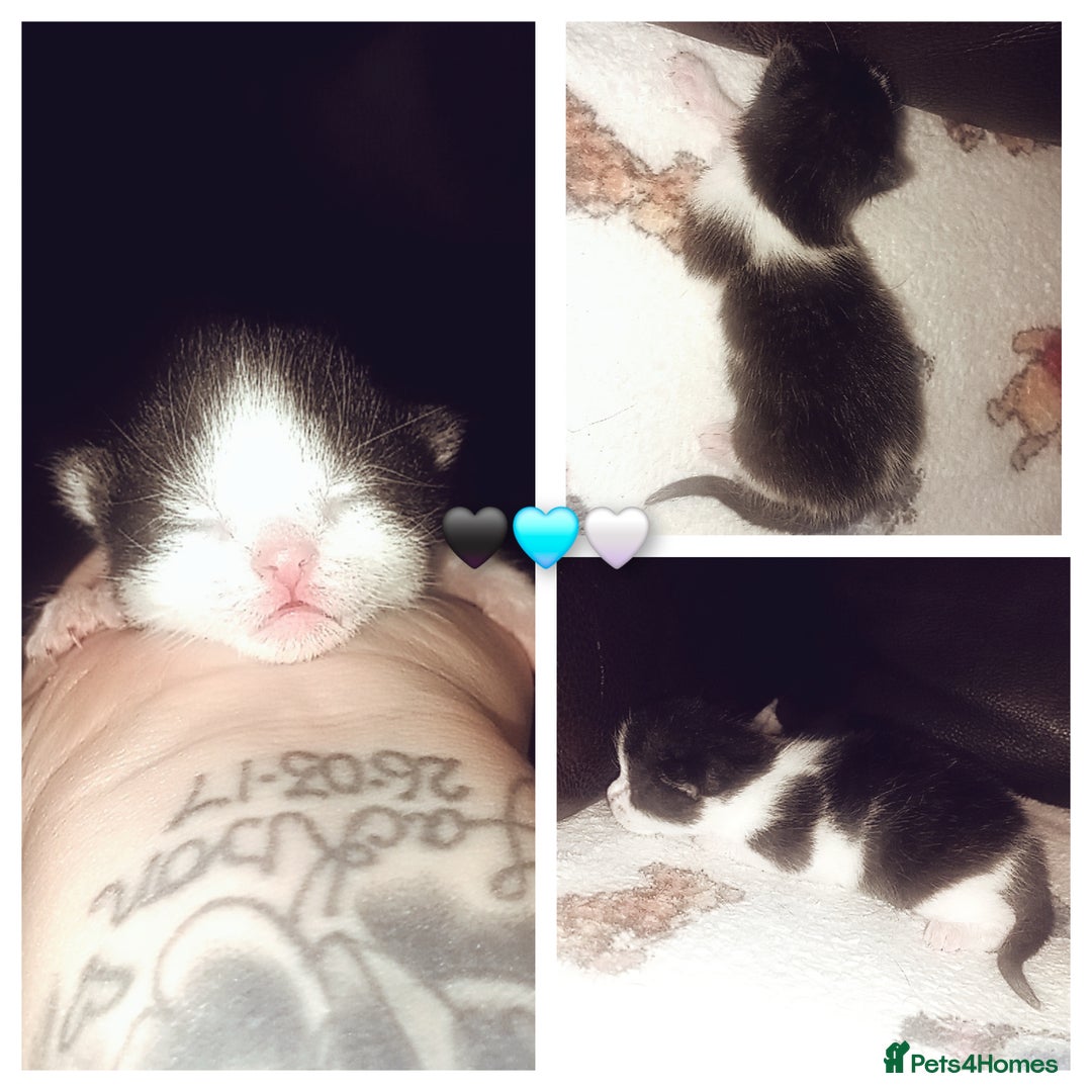 Mixed Breed cats for sale: 3 beautiful kittens - Advert 2