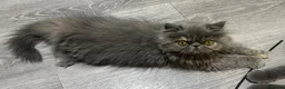 Persian cats for sale: Beautiful Persian Girl  - Advert 5