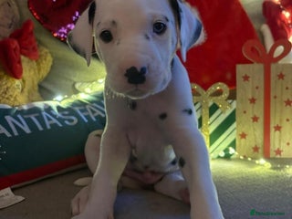 Dalmatian dogs Dalmatian puppies KC registered ready 17th Dec - Advert 2