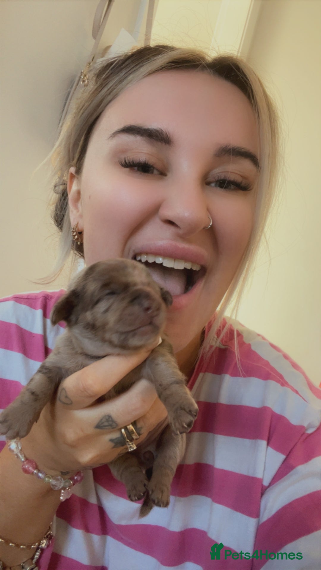 Mixed Breed dogs for sale: DAXIPOO PUPPIES  - Image 10