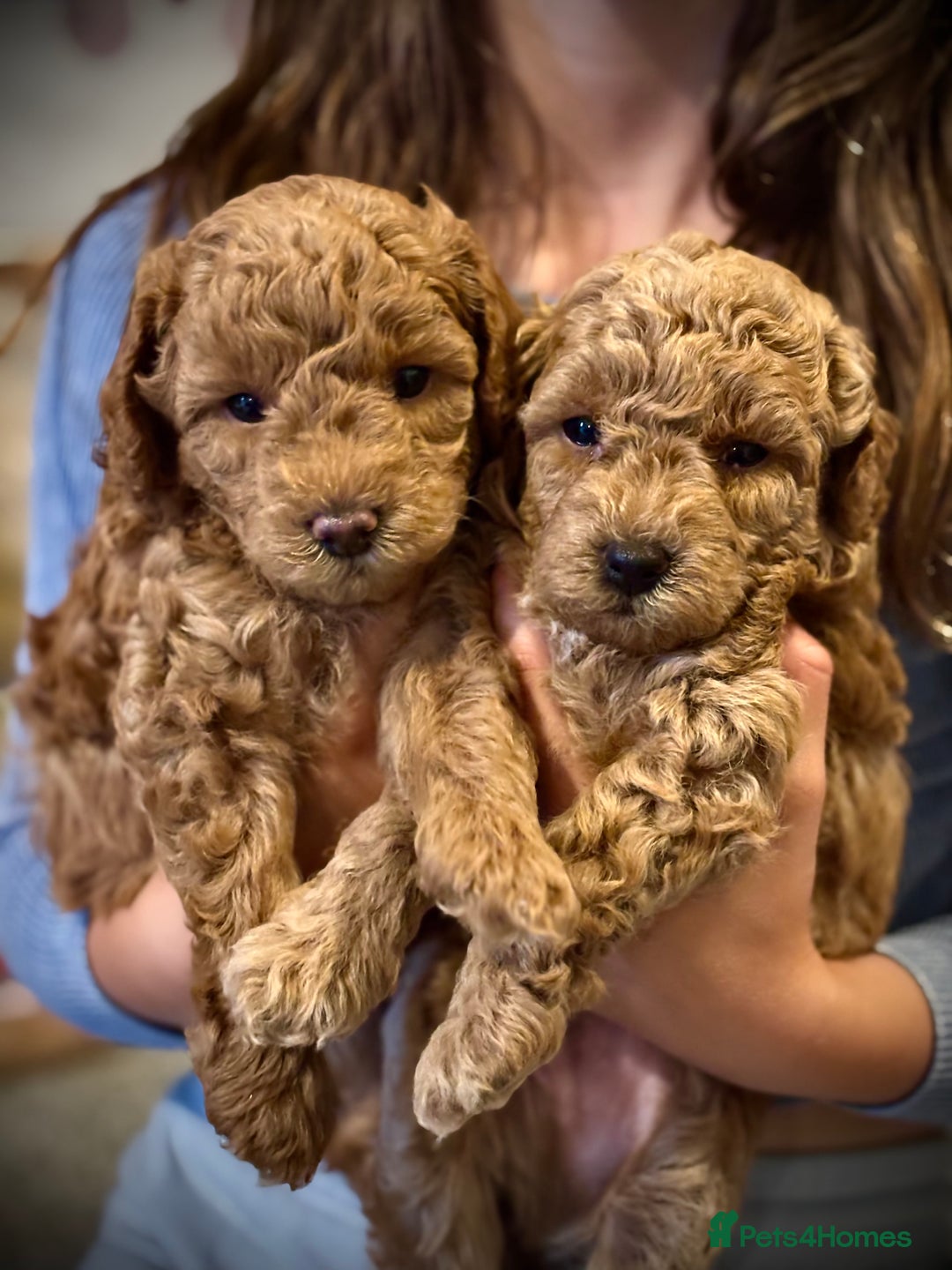 Mixed Breed dogs for sale: 1 lovely boy and one lovely girl Poodle Puppies   - Image 4