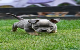American Bully dogs for sale: Micro Exotic Bully - Image 2