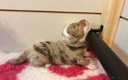 Olde English Bulldogge dogs for sale: The BEST visual fluffy oebs available ⭐️  - Image 16