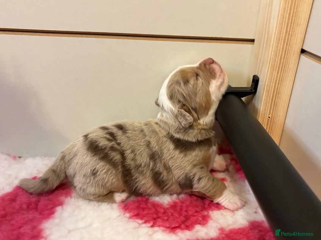 Olde English Bulldogge dogs for sale: The BEST visual fluffy oebs available ⭐️  - Image 16