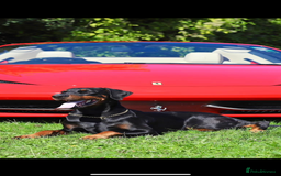 Dobermann dogs for sale: *Stunning Top/Best Bloodline Dobermanns For Sale* - Image 25