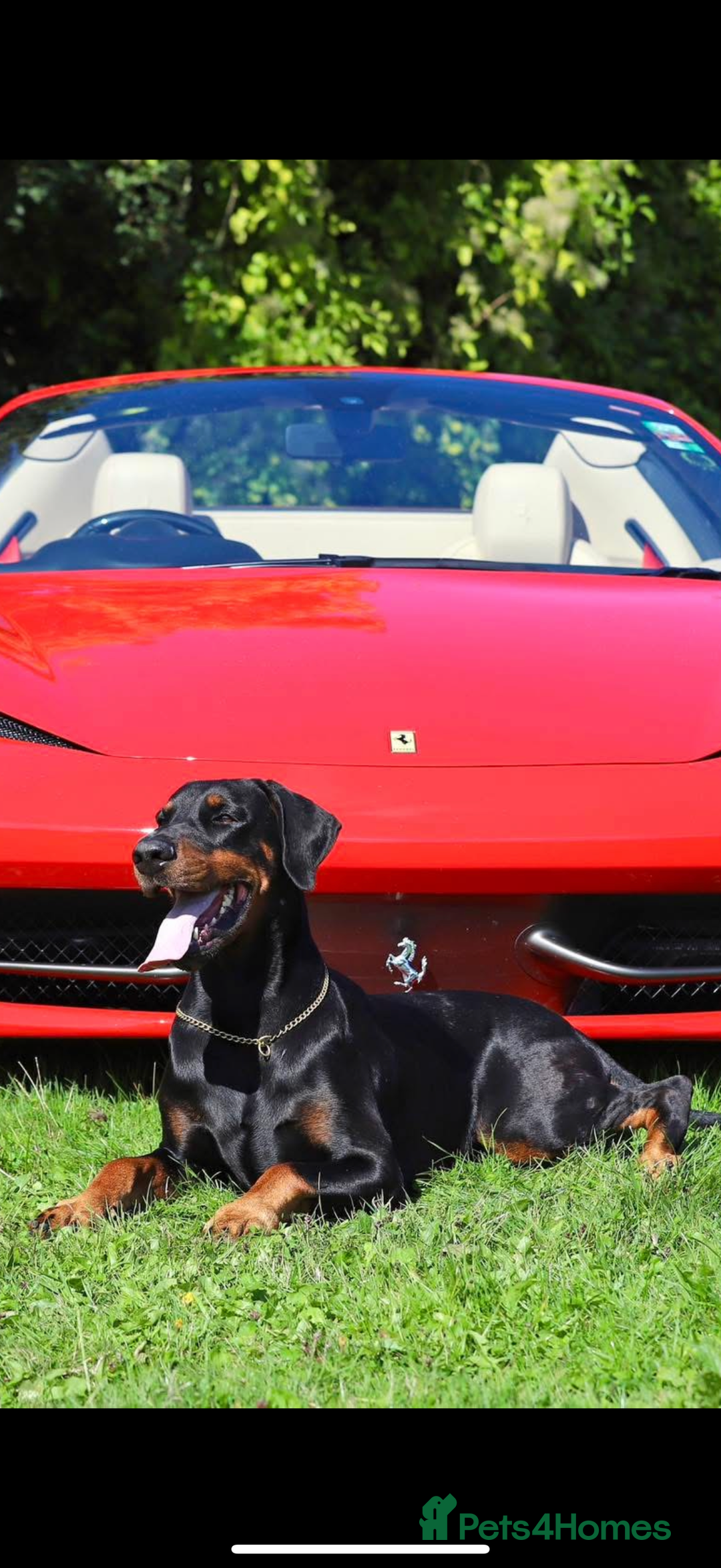 Dobermann dogs for sale: *Stunning Top/Best Bloodline Dobermanns For Sale* - Image 25