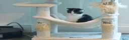 Ragdoll cats for sale: Adorable, Affectionate Part Ragdoll Kittens - Advert 3