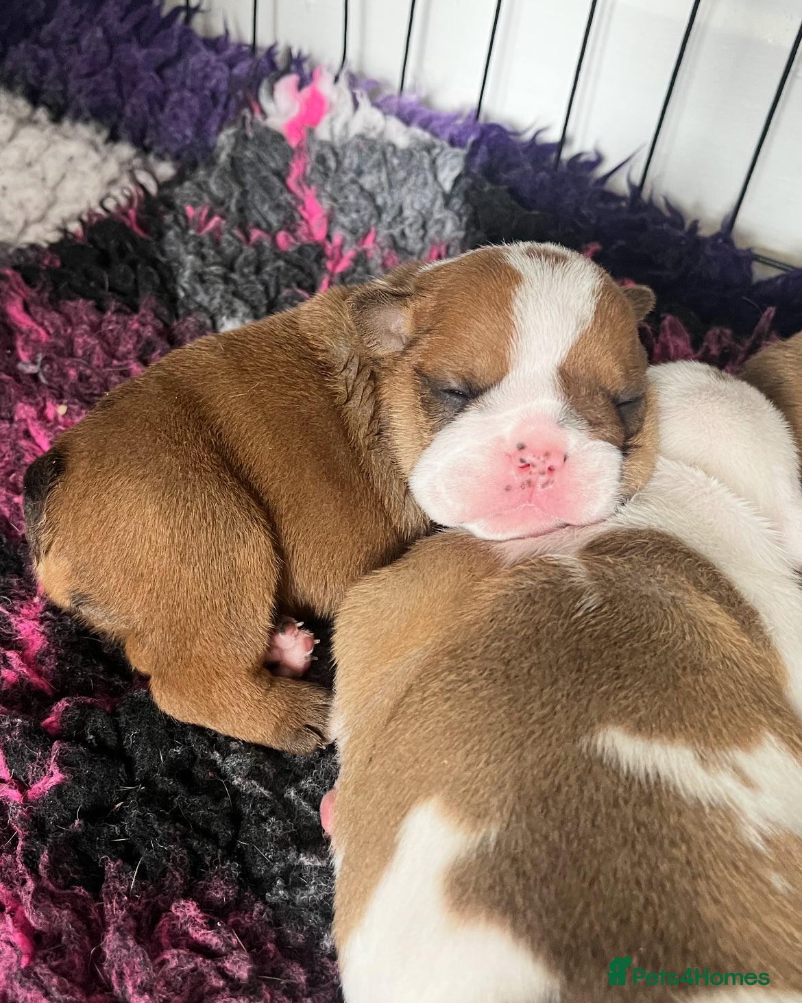 English Bulldog dogs 5 standard bulldogs silver health tested parents  - Advert 2