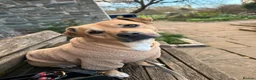 Mixed Breed dogs for sale: dog for sale  - Advert 3