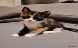 Asian cats for sale: Kitten for sale  - Image 1