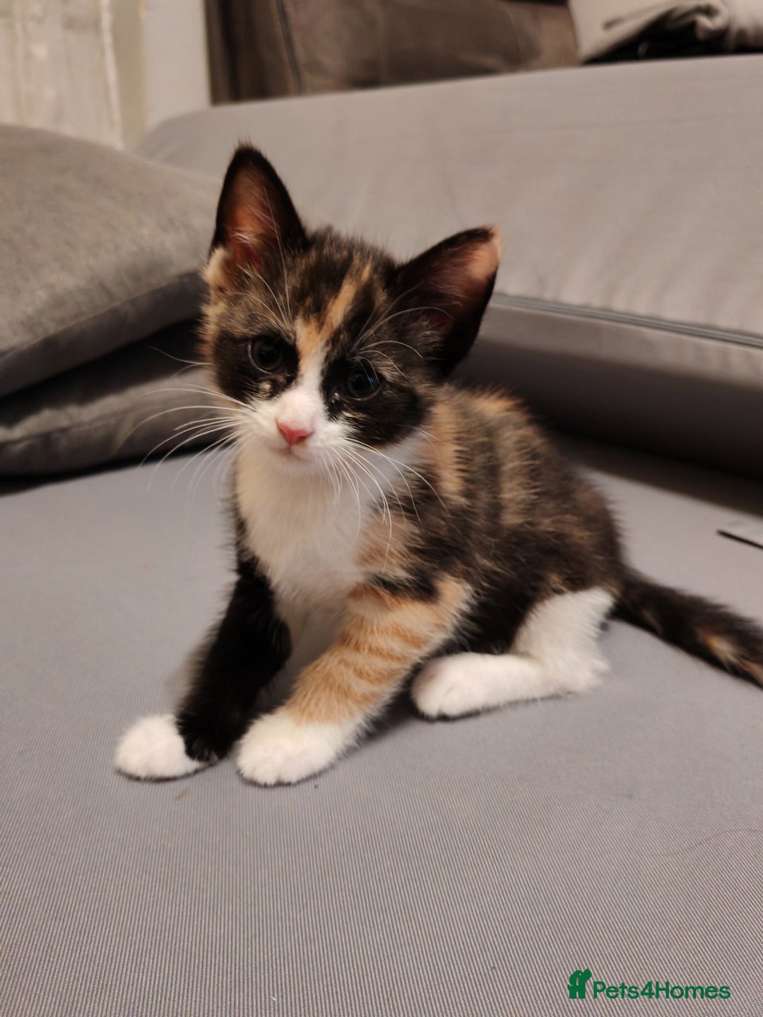 Asian cats for sale: Kitten for sale  - Image 1