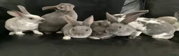 Rex rabbits for sale: Mini rex - Advert 6