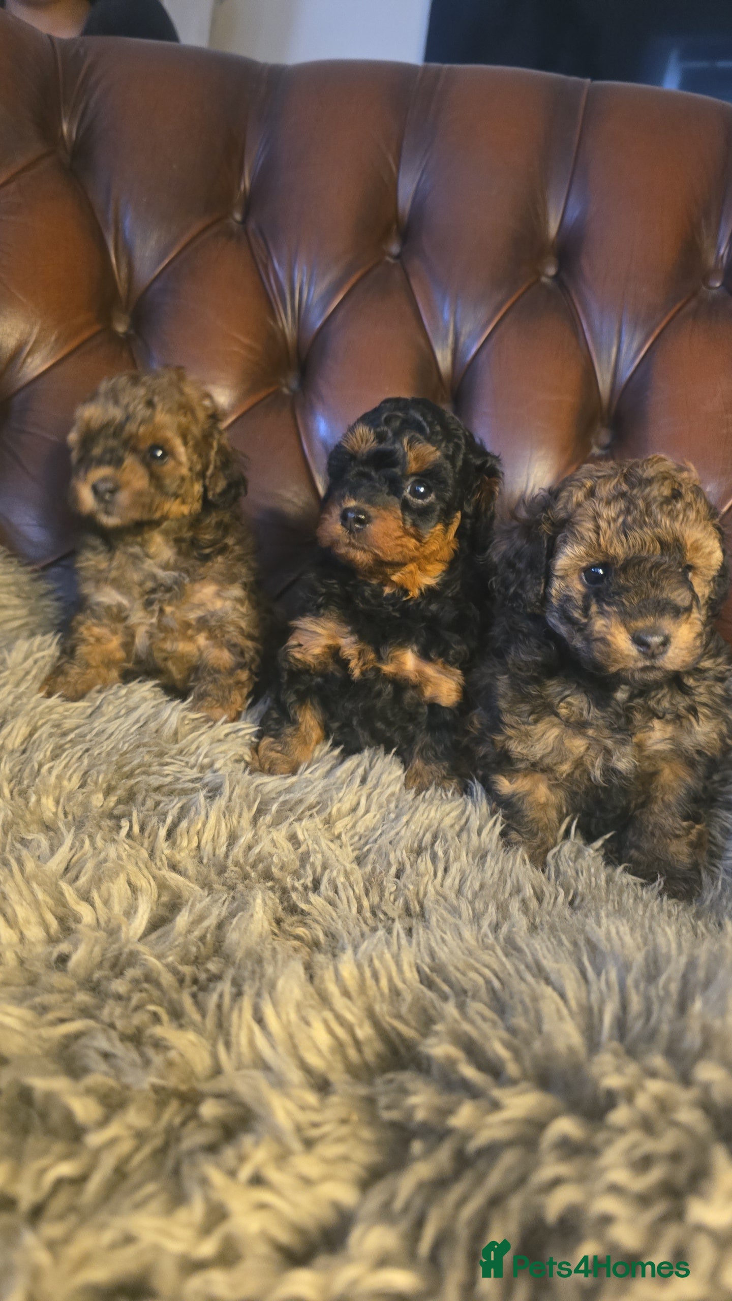 Toy Poodle dogs Cafè Latte Toy Sized Poodles - Advert 1