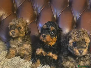 Toy Poodle dogs Cafè Latte Toy Sized Poodles - Advert 1