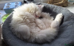 Mixed Breed cats for sale: Two Adorable Pure White Persian x Ragdoll Kittens - Image 8