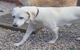 Mixed Breed dogs for adoption: Kaya is approx 2 yrs old  - Image 7