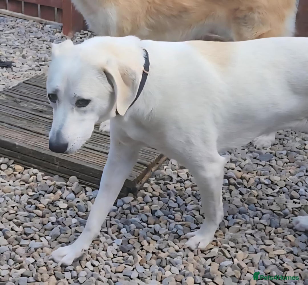 Mixed Breed dogs for adoption: Kaya is approx 2 yrs old  - Image 7