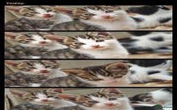 Domestic Shorthair cats for sale: Sweet Kittens *ready now* - Image 16