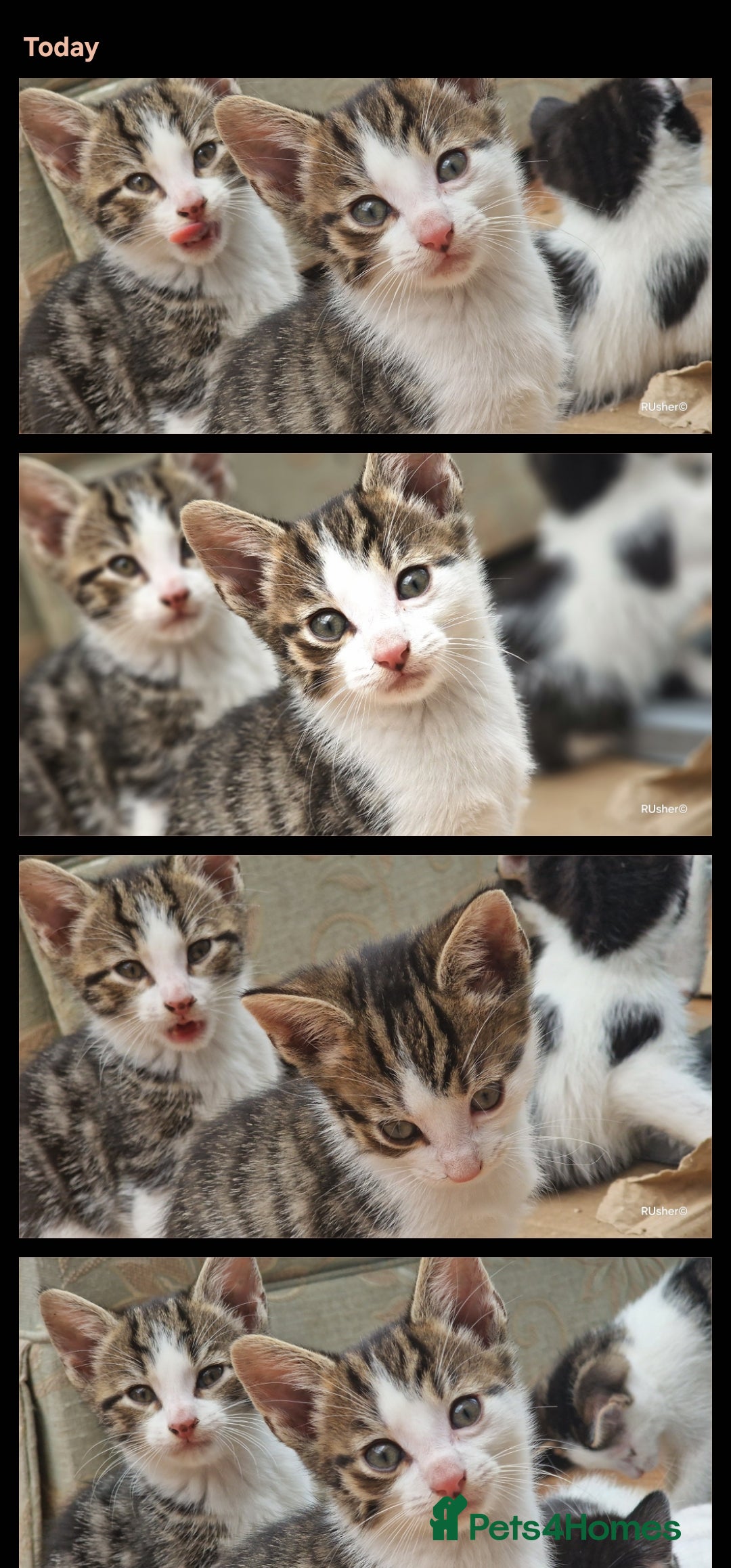 Domestic Shorthair cats for sale: Sweet Kittens *ready now* - Image 16