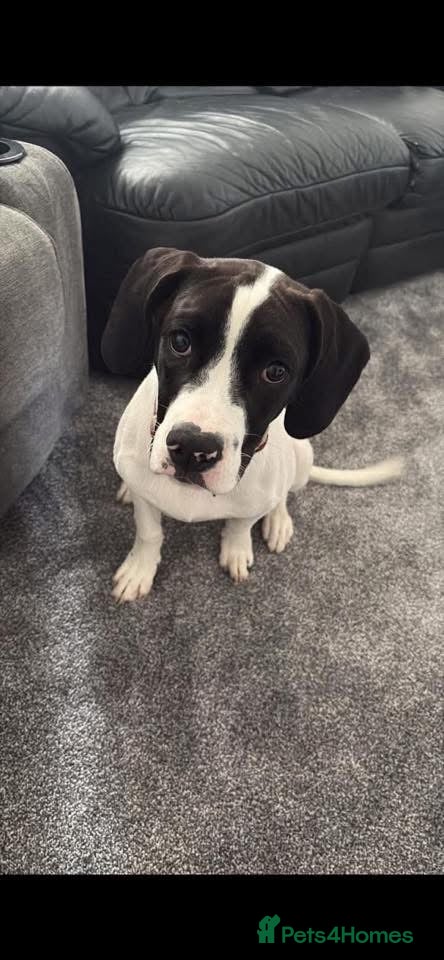 Mixed Breed dogs Springer Spaniel X American Bulldog  - Advert 1