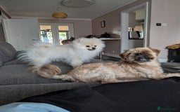 Pomeranian dogs for sale: Rehoming required for our two brothers.  - Image 1