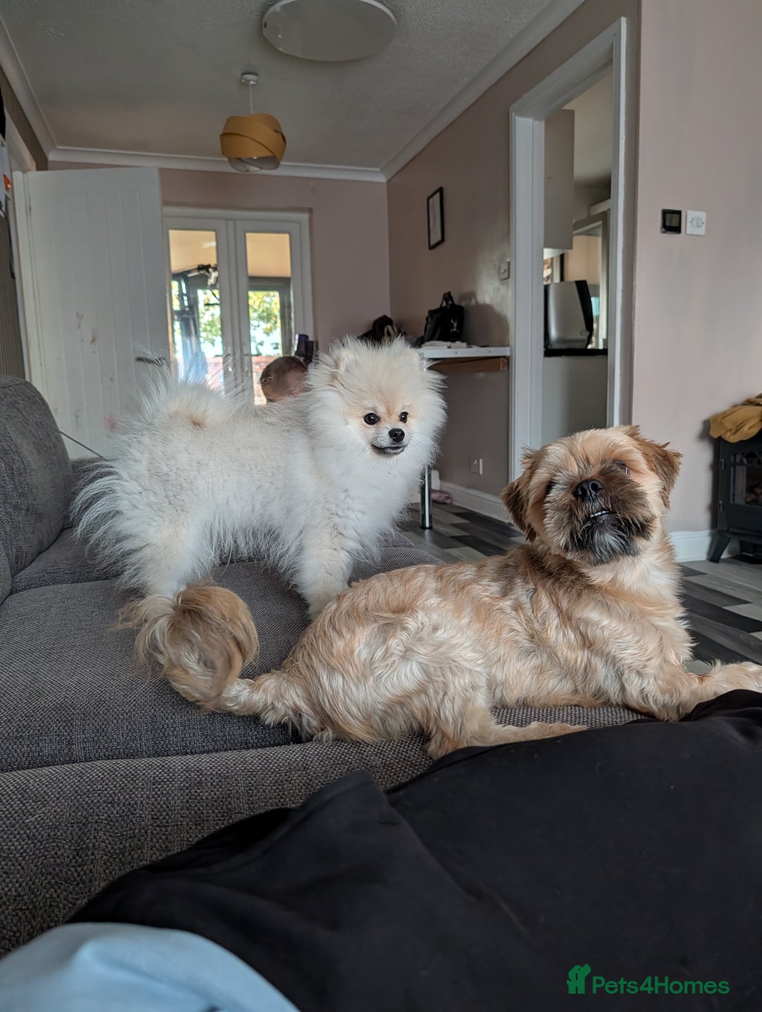 Pomeranian dogs for sale: Rehoming required for our two brothers.  - Image 1