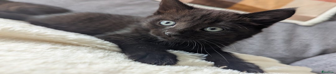 Mixed Breed Kitten 2