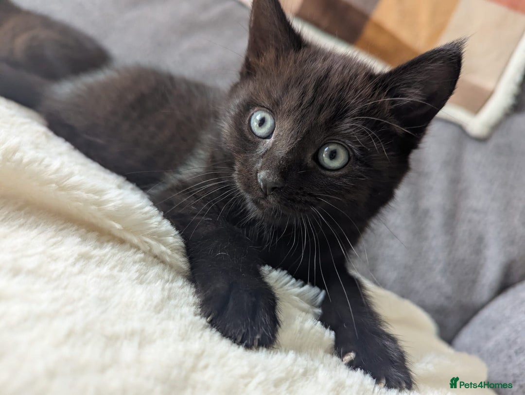 Mixed Breed cats for sale: 2 kittens 9 weeks old....Pumpkin and Boo - Image 1