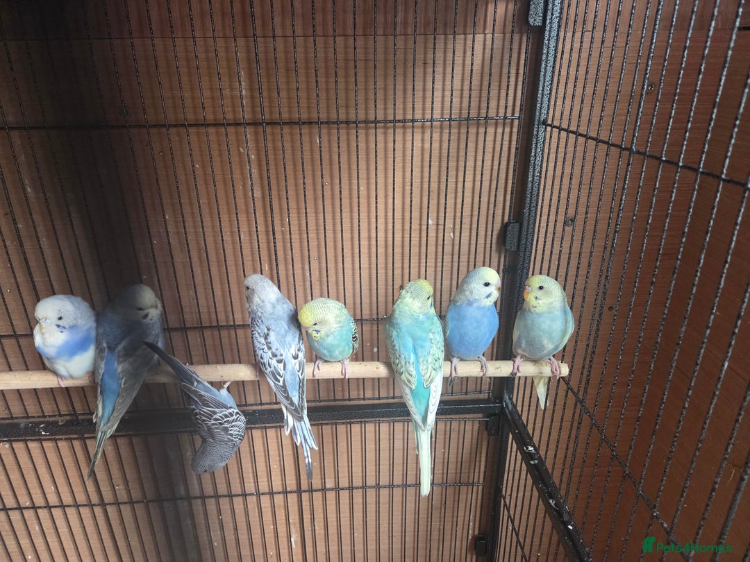 Budgerigars birds for sale:  budgies for sale - Advert 10