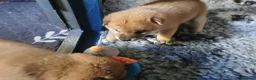 Japanese Shiba Inu dogs for sale: *New price! 3 left* all KC female shiba inus. - Advert 28