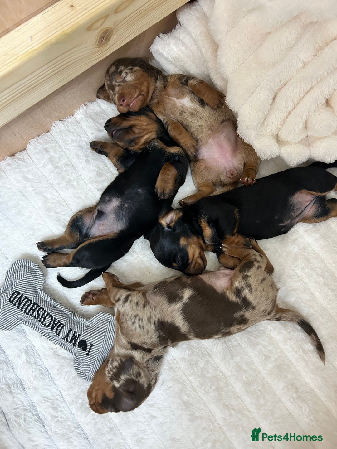 Miniature Dachshund dogs for sale: Miniature Dachshunds Ready 6th Feb  - Advert 3