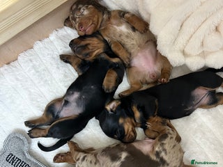 Miniature Dachshund dogs Miniature Dachshunds Ready 6th Feb - Advert 1