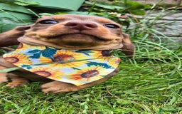 Miniature Dachshund dogs for sale: Miniature sausages Kc reg  in Wigan - Image 20
