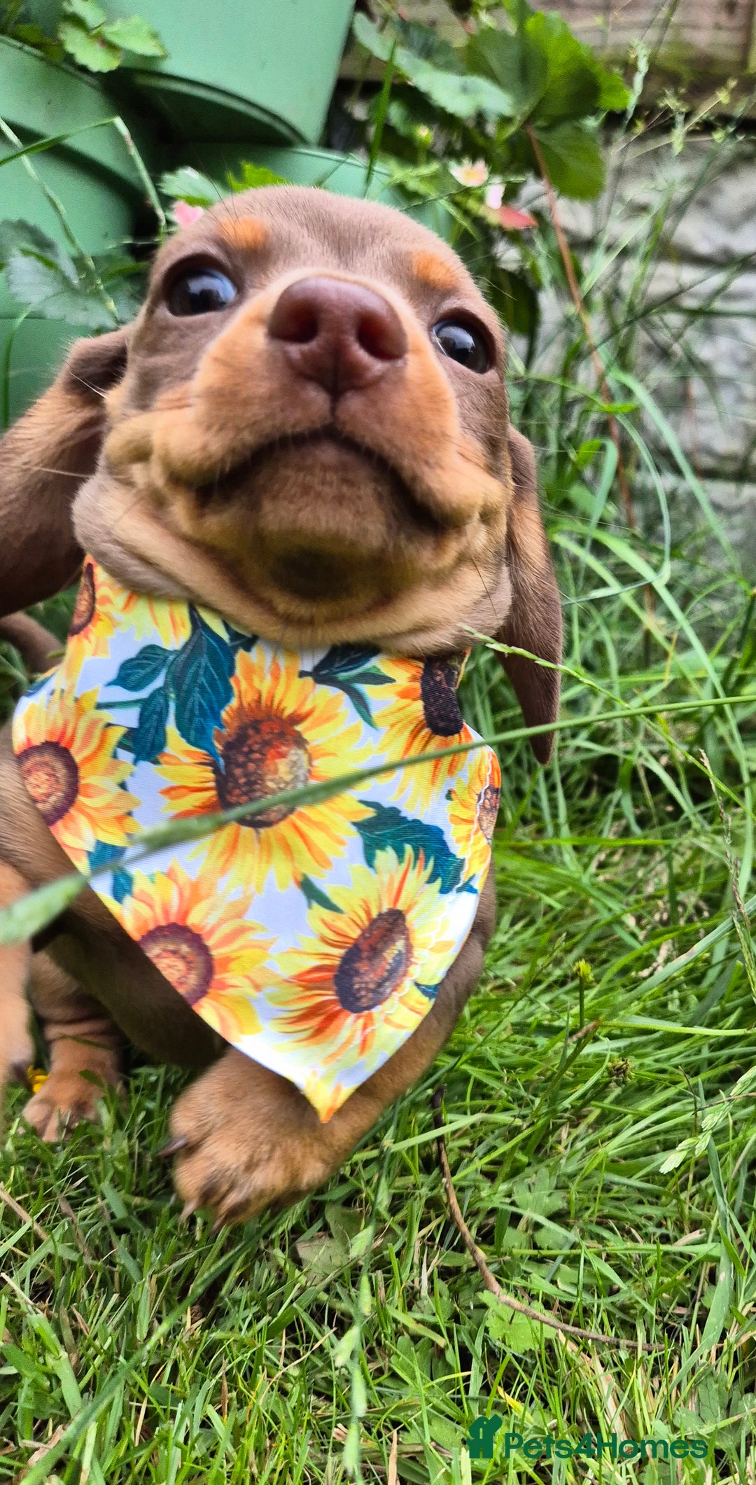 Miniature Dachshund dogs for sale: Miniature sausages Kc reg  in Wigan - Image 20