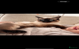 Ragdoll cats for sale: LAST ONE! Pedigree Ragdoll Kittens - REDUCED  - Image 6