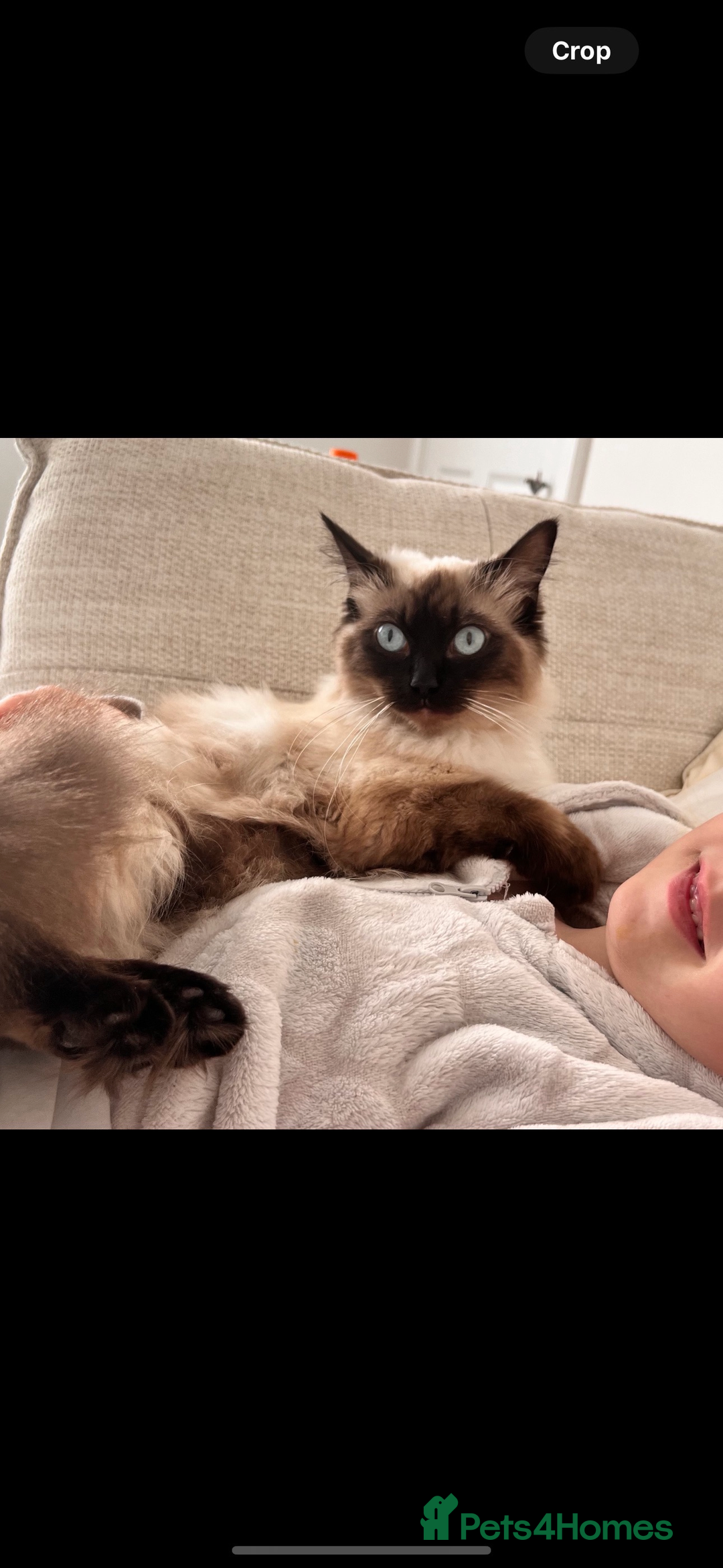 Ragdoll cats for sale: LAST ONE! Pedigree Ragdoll Kittens - REDUCED  - Image 6