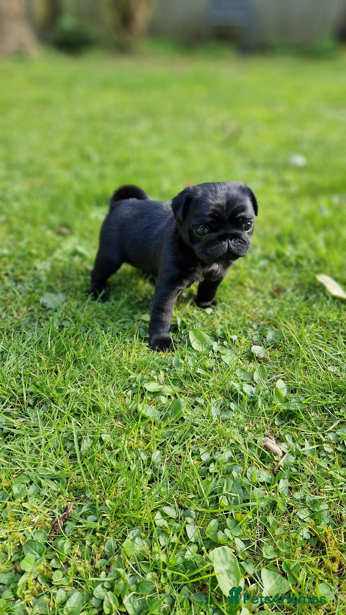 Pug dogs 2 Adorable pug puppies for sale  - Advert 12