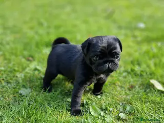 Pug dogs 2 Adorable pug puppies for sale - Advert 12