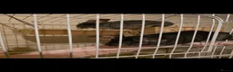 Chinchilla rodents for sale: Free chinchillas  - Advert 2