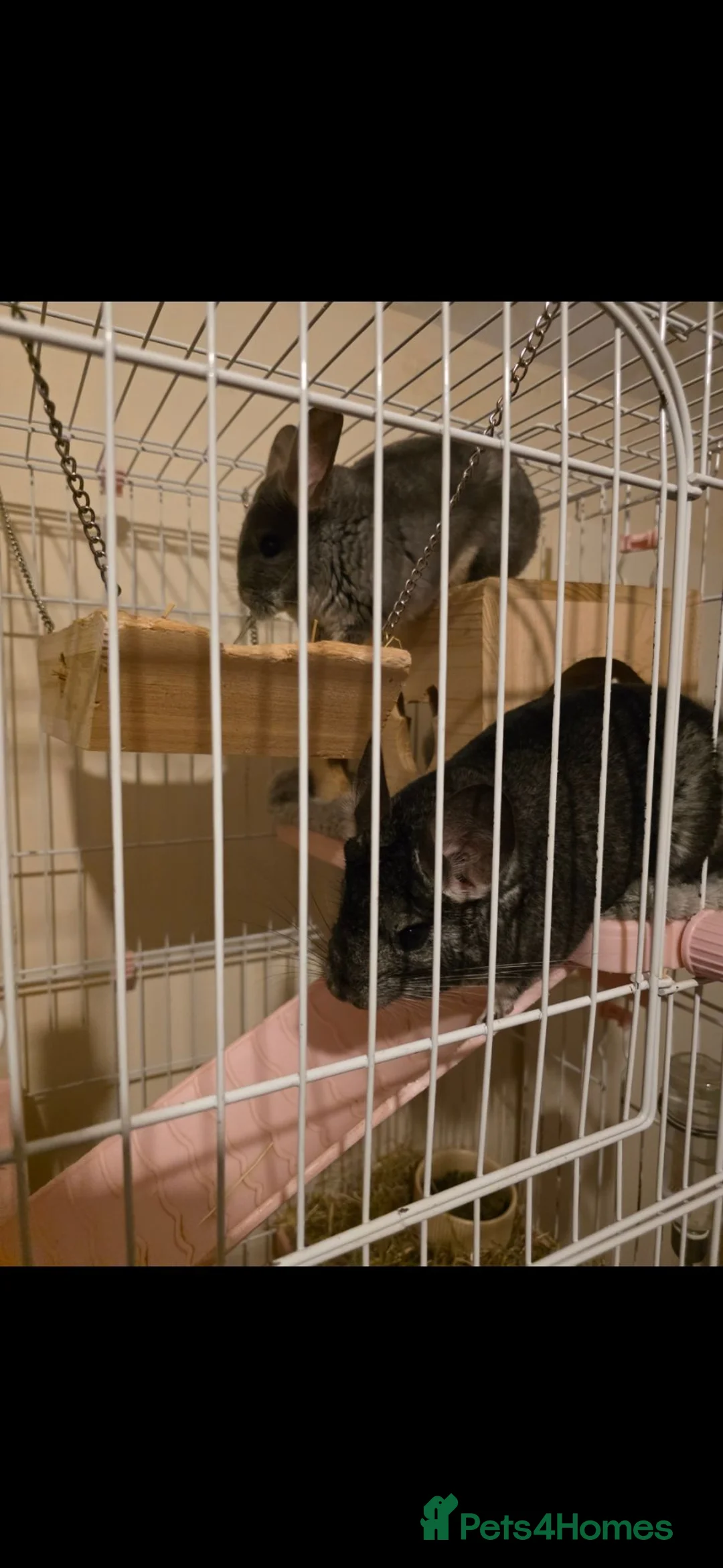 Chinchilla rodents for sale: Free chinchillas  - Advert 2