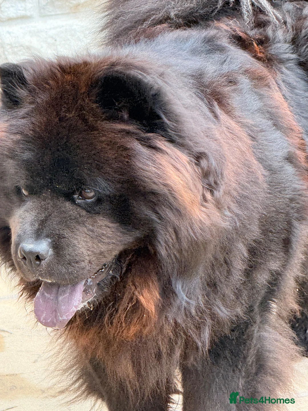 Chow Chow dogs for sale: Male Black Chow Chow (intact) 2 years old - Advert 4