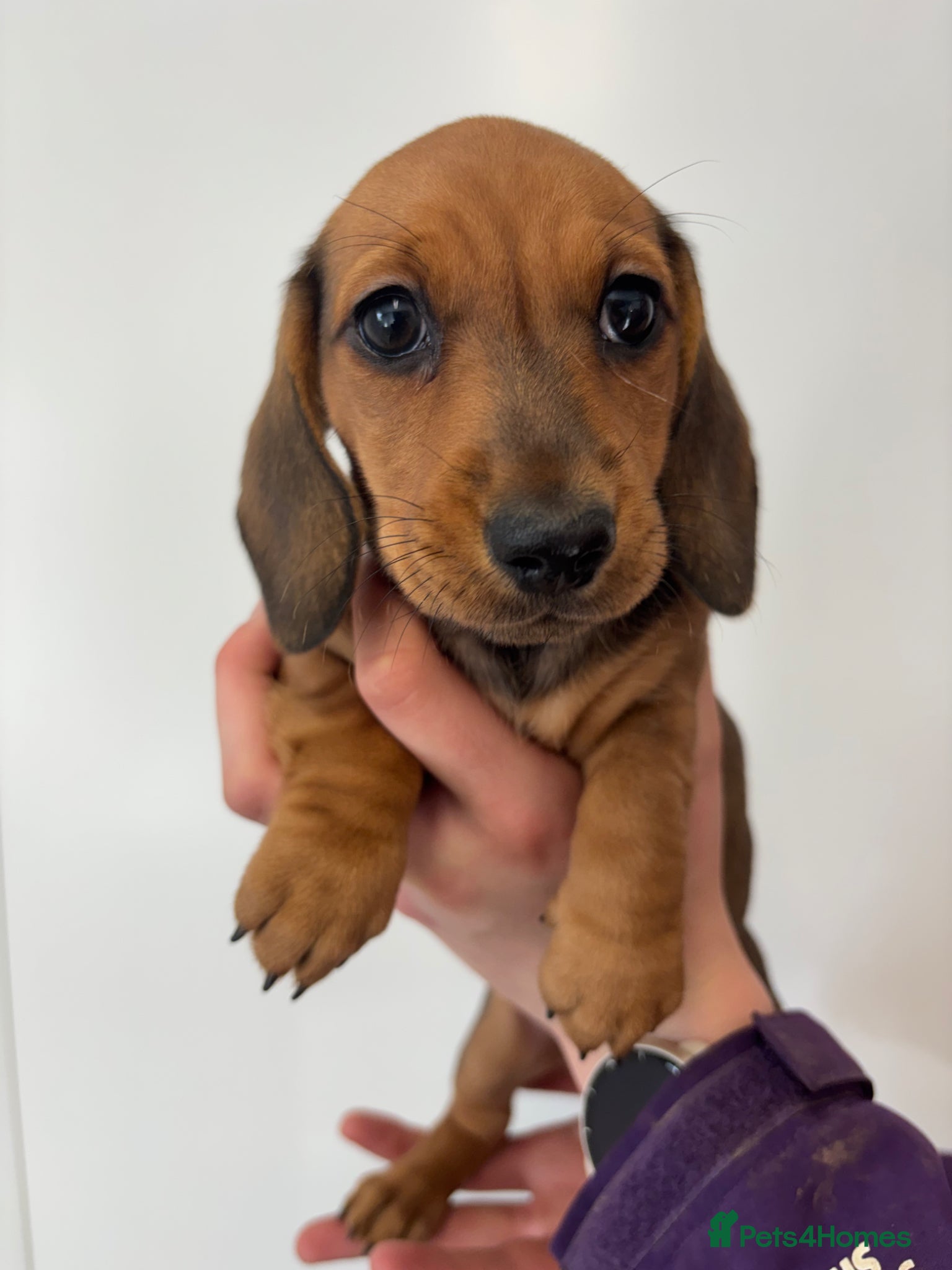 Miniature Dachshund dogs Smooth mini dachshunds  - Advert 11