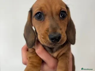 Miniature Dachshund dogs Smooth mini dachshunds - Advert 11