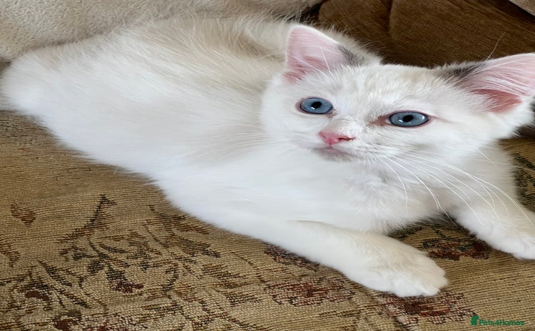 Ragdoll cats - Advert 10