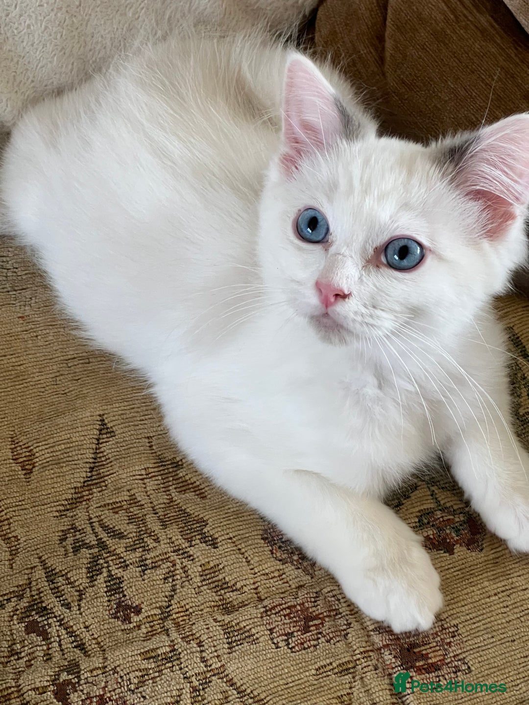 Ragdoll cats for sale: Beautiful Ragdoll kittens  - Image 1